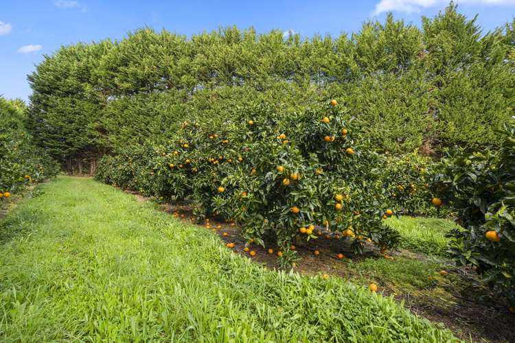 908 Te Ahu Ahu Road Waimate North_5