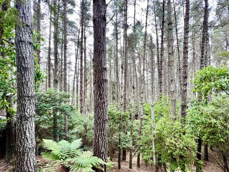 637a Awahou Road Murupara Surrounds_25