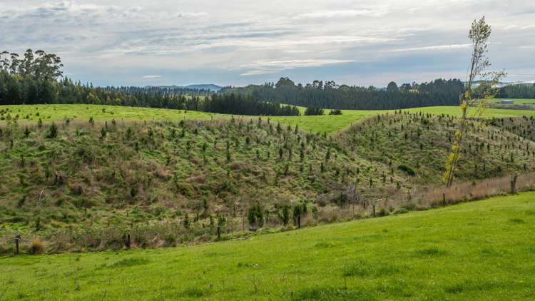 1241 Blythe Road Domett_12