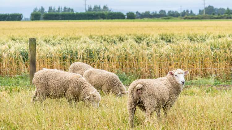 Waireka Road Darfield_32