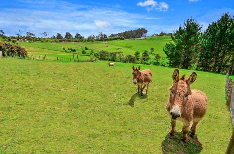 1568 Old North Road Helensville_22
