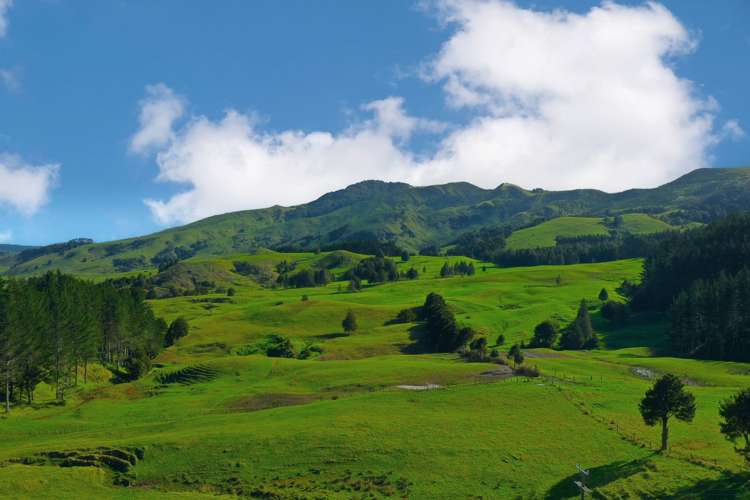 2288 Waihue Road Dargaville Surrounds_3