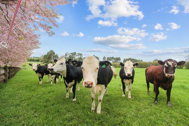 137 Hart Road Pukekohe_18