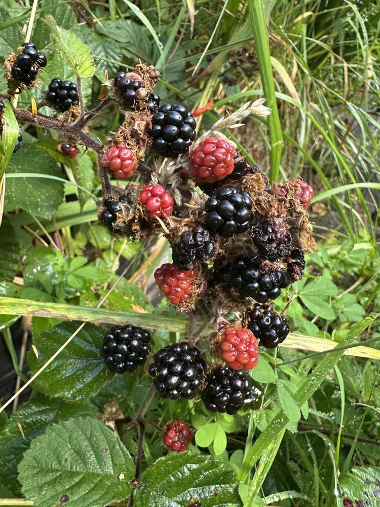 428 Mangatarere Valley Road Carterton_8