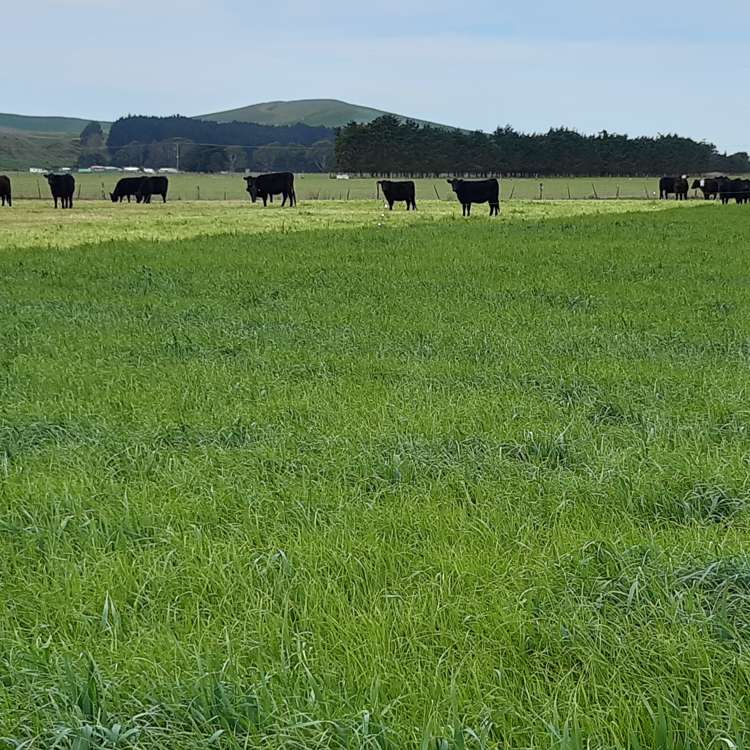 Bluff Hill Road Waianakarua_3