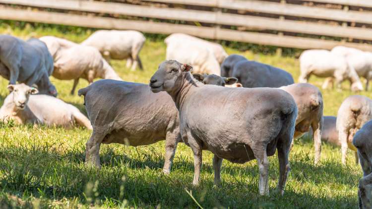 260 Hayland Road Okuku_21