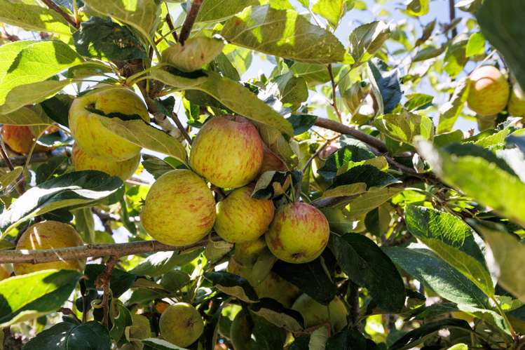 3 Ruamahanga Crescent Terrace End_25