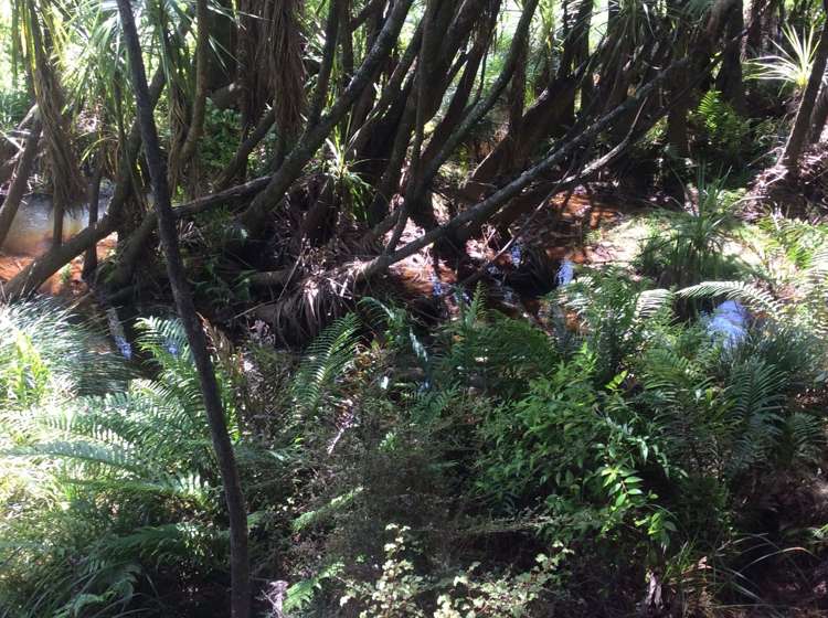 264 Taylor Road Taipa_8