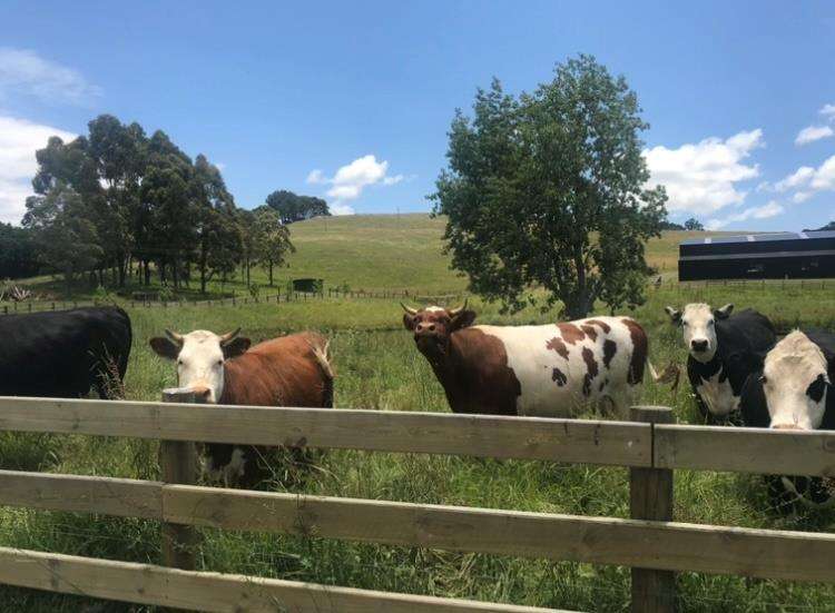 1166 Leigh Road Matakana_13