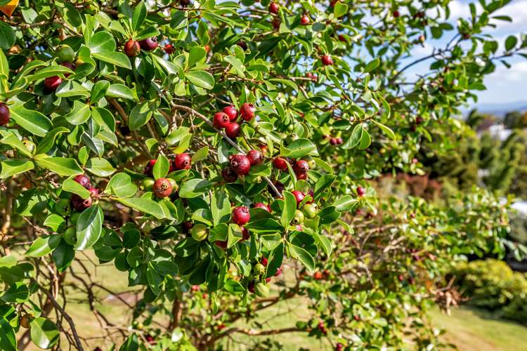 14 Commins Road Onerahi_22