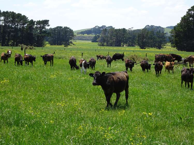 454 Parkville Road Eketahuna_5