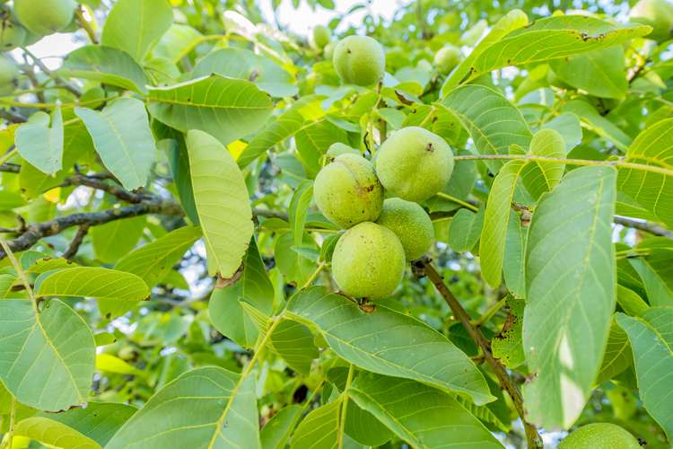 178 Springston Rolleston Road Rolleston_24