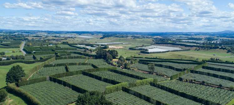 331 Maniatutu Road Pongakawa_17