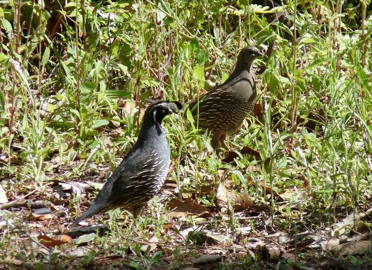 48 Tairua Heights Tairua_17