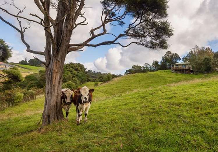 1/199 Birdwood Road Massey_3