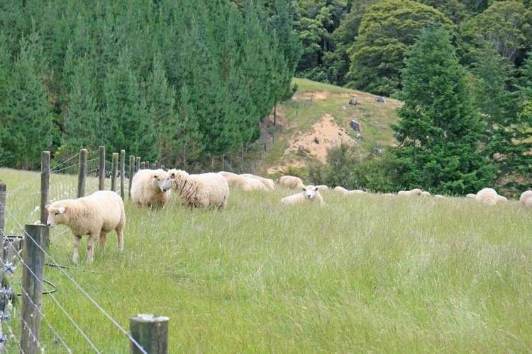 994 Maungatapu Road Rai Valley_3