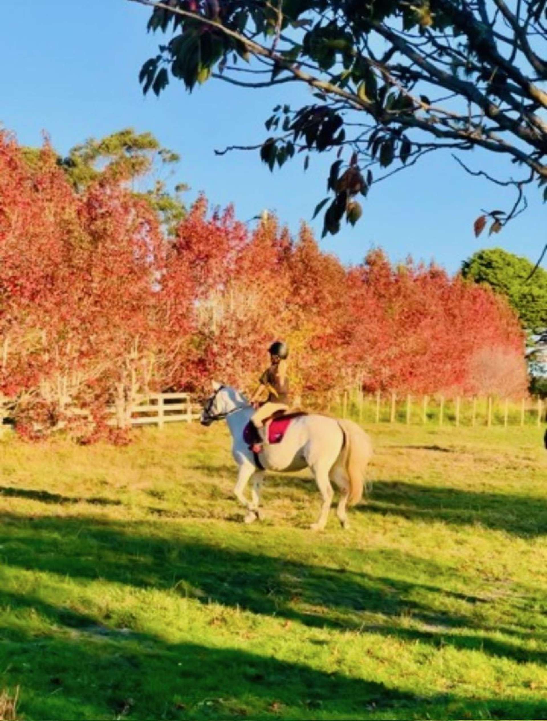 66 Glenmore Road Sunnyhills_0