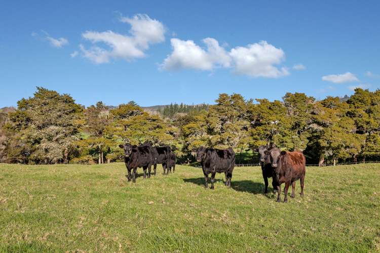 86 Mangapai Road Mangapai and Surrounds_20