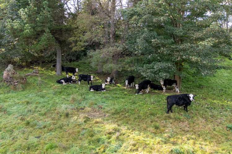 148 Casey Road Geraldine_24