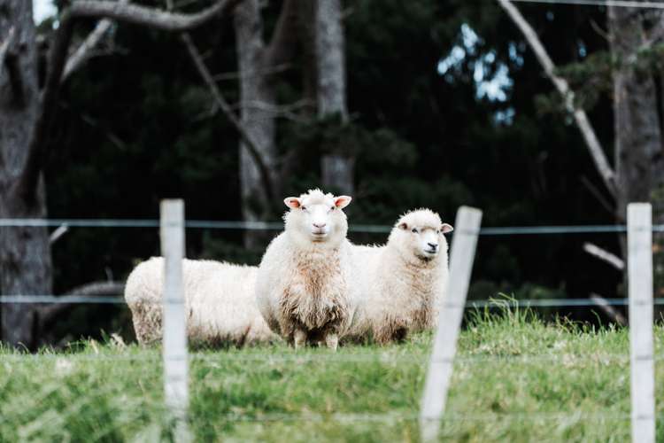 145a Mokoroa Valley Road Waitakere_9