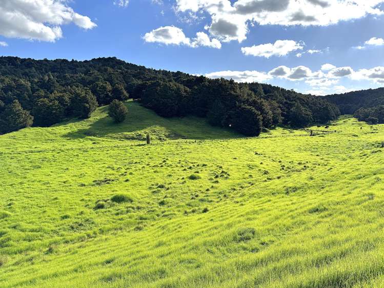 Ounuwhao Road Dargaville Surrounds_13