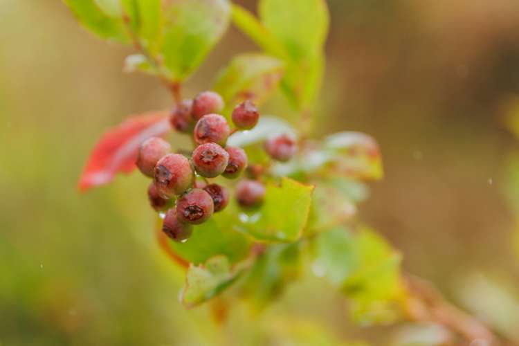 790 Pungaere Road Kerikeri Surrounds_30