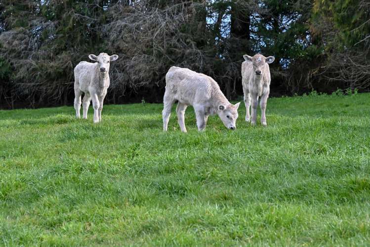 3986 Puketitiri Road Patoka_18