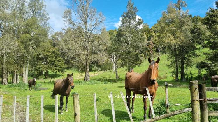 726 Paparoa Station Road Maungaturoto_55