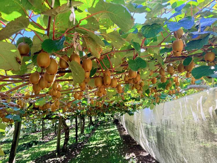 1164 No 3 Road Te Puke_27