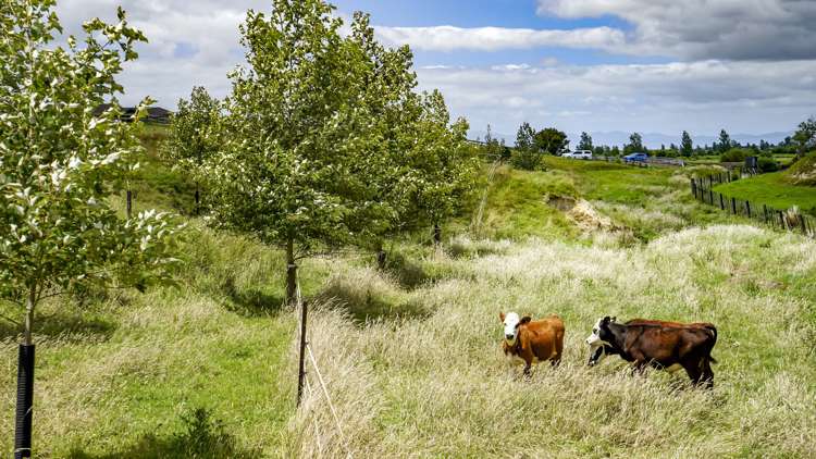 683 Back Miranda Road Miranda_13