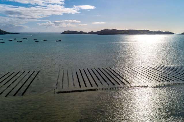 Coromandel Oyster Company Limited 1613 Manaia Road Coromandel_1