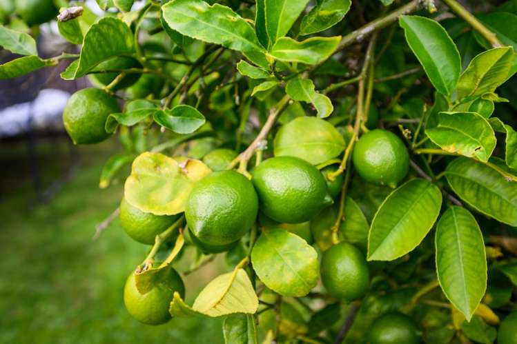 56a Newton Place Westbrook_20