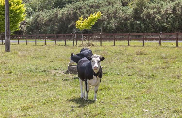 496 Rotokohu Road Paeroa_36