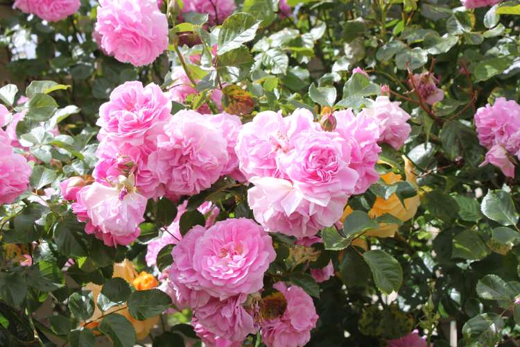 38 River Road Masterton_11