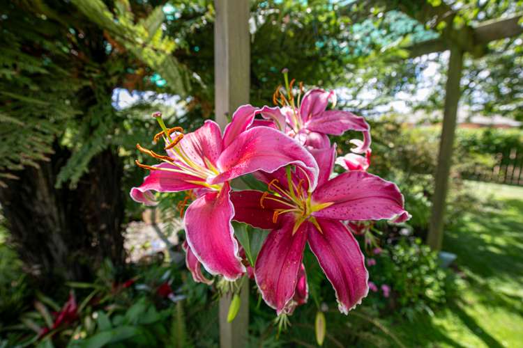 12 Ohinewai North Road Huntly_42