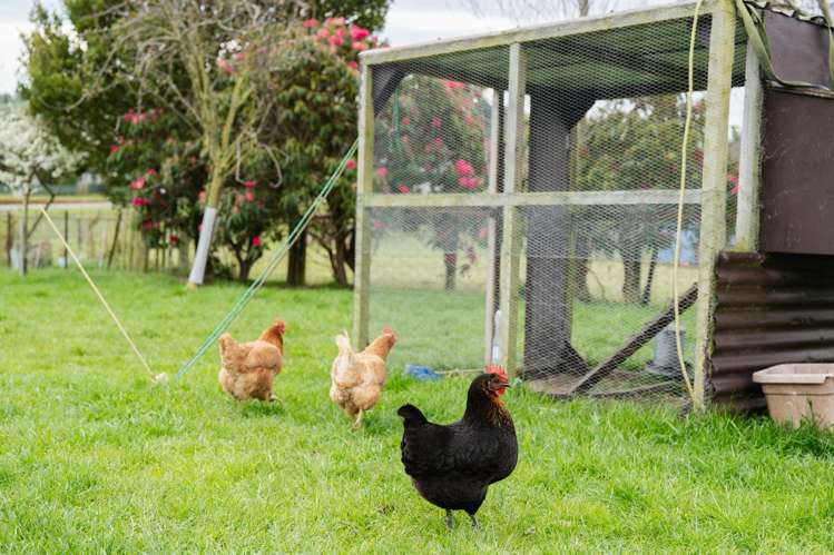 22 Appleby Street Hampden_28