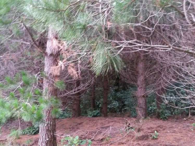 53a Boar Bush Gully Road Featherston_1