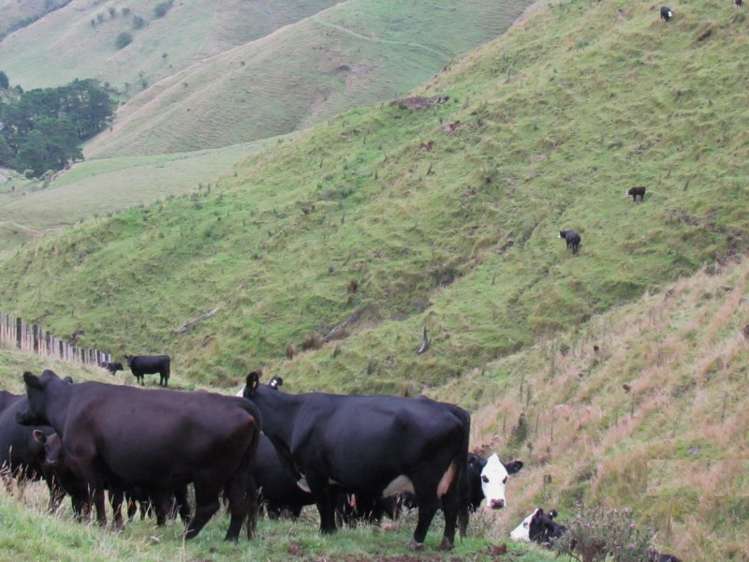 629 Tamaki East Road Rangitikei Surrounds_6