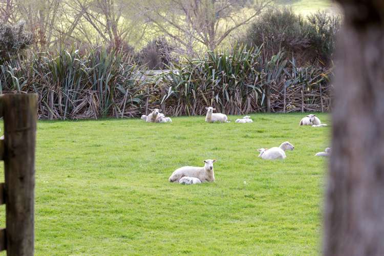 761 Woodcocks Road Kaipara Flats_16