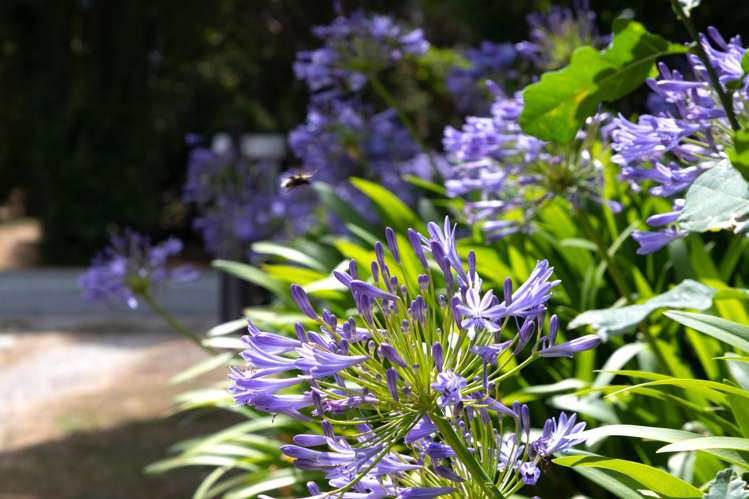 180 Kent Street Kingston_20