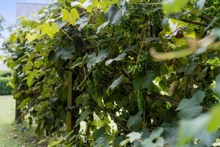 23 Arawa Road Pongakawa_16