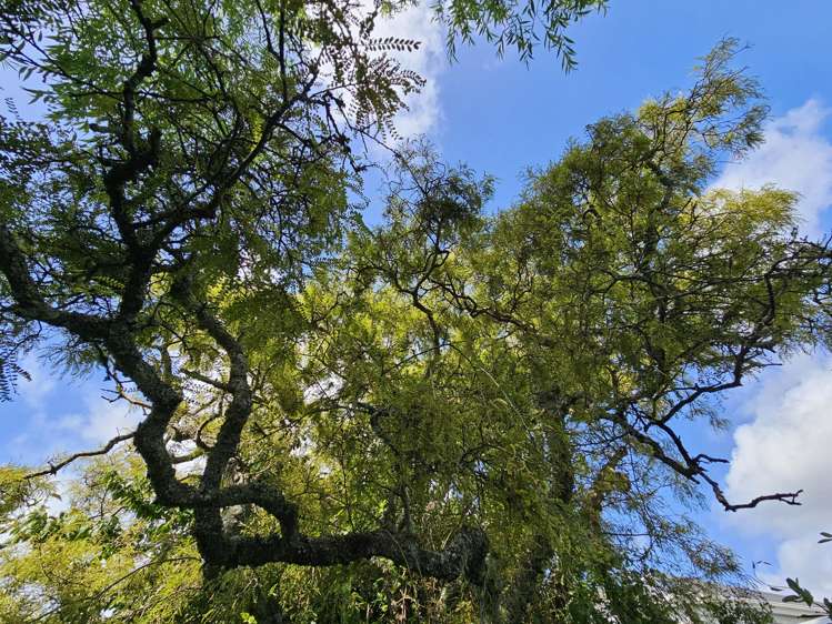 55 Nelson Quay Cobden_12