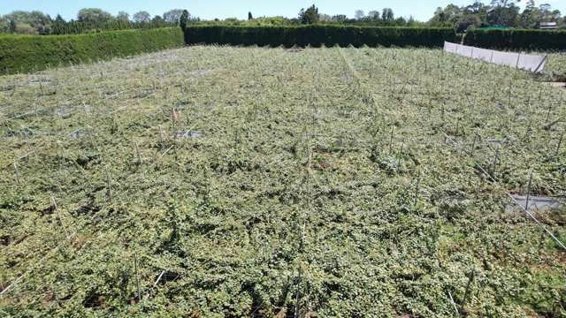 11.64ha Kiwifruit Orchard