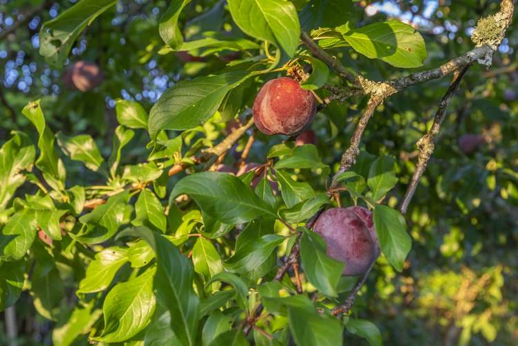 2 Kingsland Avenue Kingsland_21