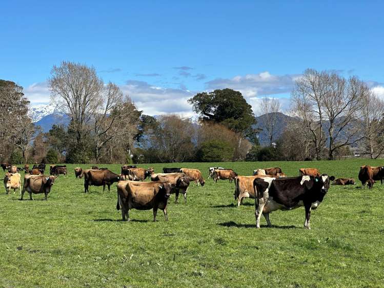 667 Kaniere-Kowhitirangi Road Kokatahi_4