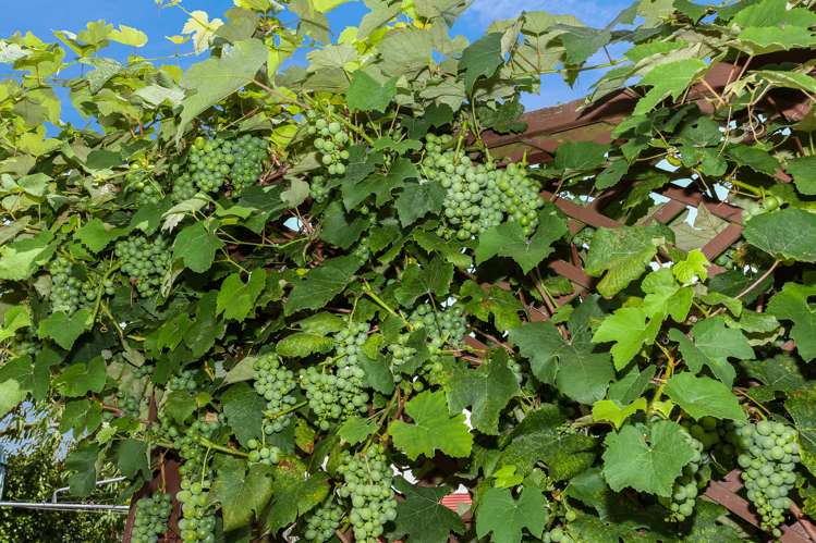 2/101a Clevedon Road Papakura_15