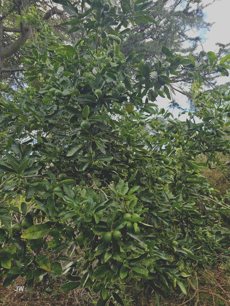 40 Zealandia Road Manly_17