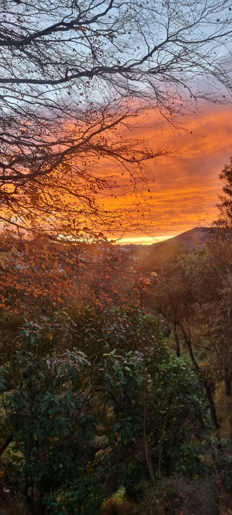 24 Braeview Crescent Maori Hill_29