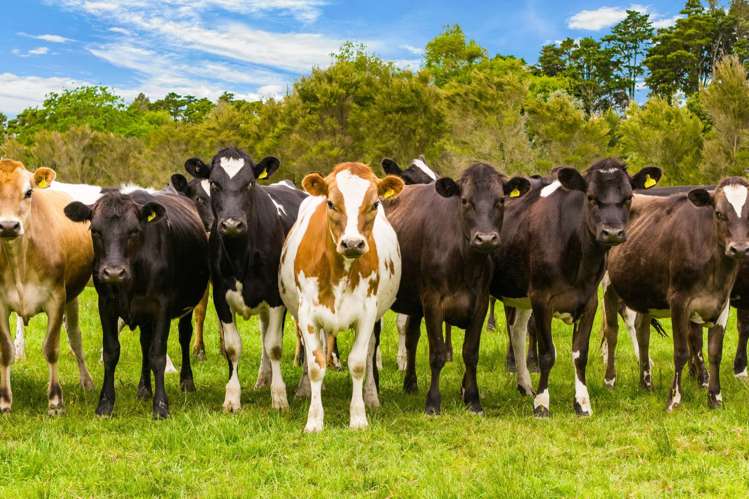 78 Otuhi Road Maungatapere_26