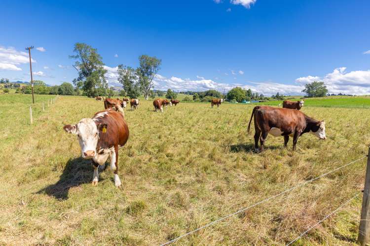 848 Bayley Road Wharepuhunga_19